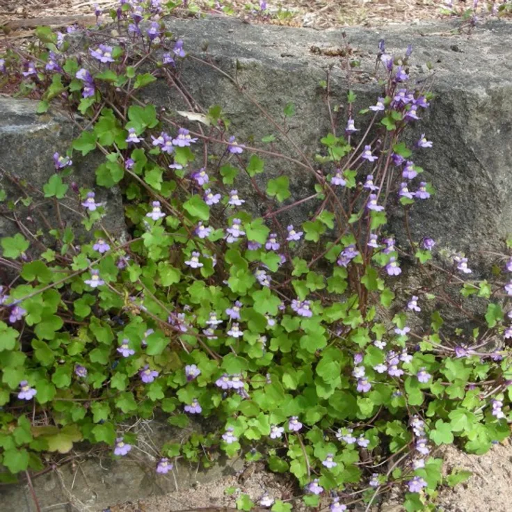 Blumixx Stauden Cymbalaria muralis - Mauer-Zimbelkraut Standort halbschattig Blütenfarbe hellviolett