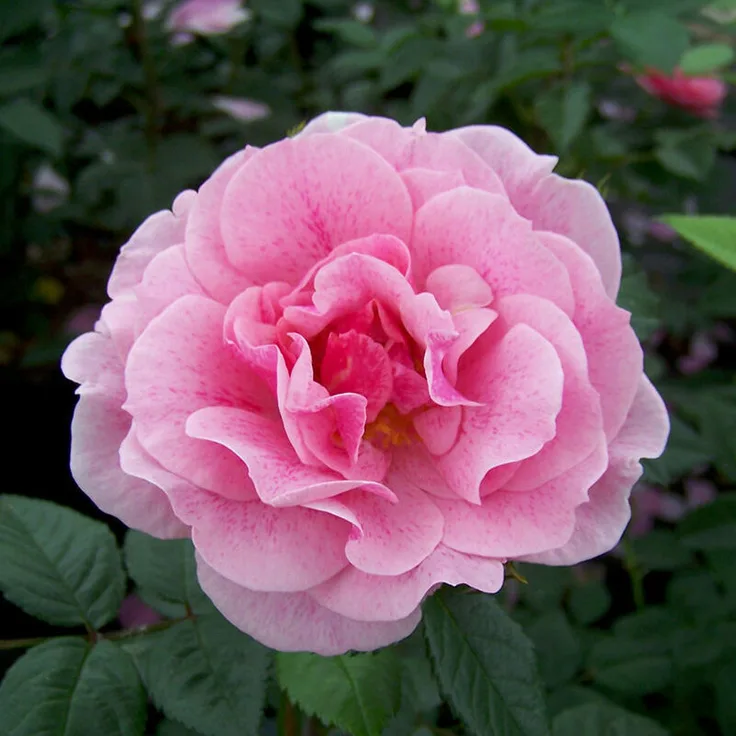 Kletterrose Camelot