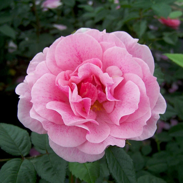 Kletterrose Camelot