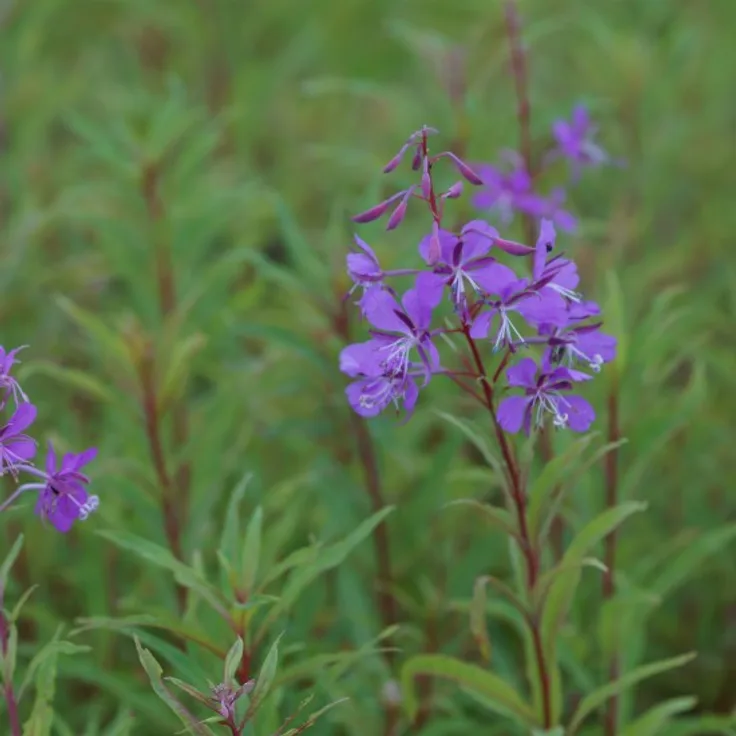 Blumixx Stauden Epilobium angustifolium - Weidenröschen Standort sonnig - halbschattig Blütenfarbe rosarot