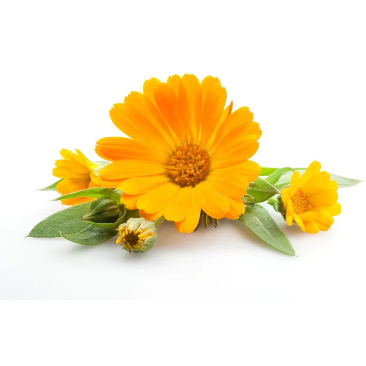 Samenshop 24 Calendula Officinalis (Wildform) 100g