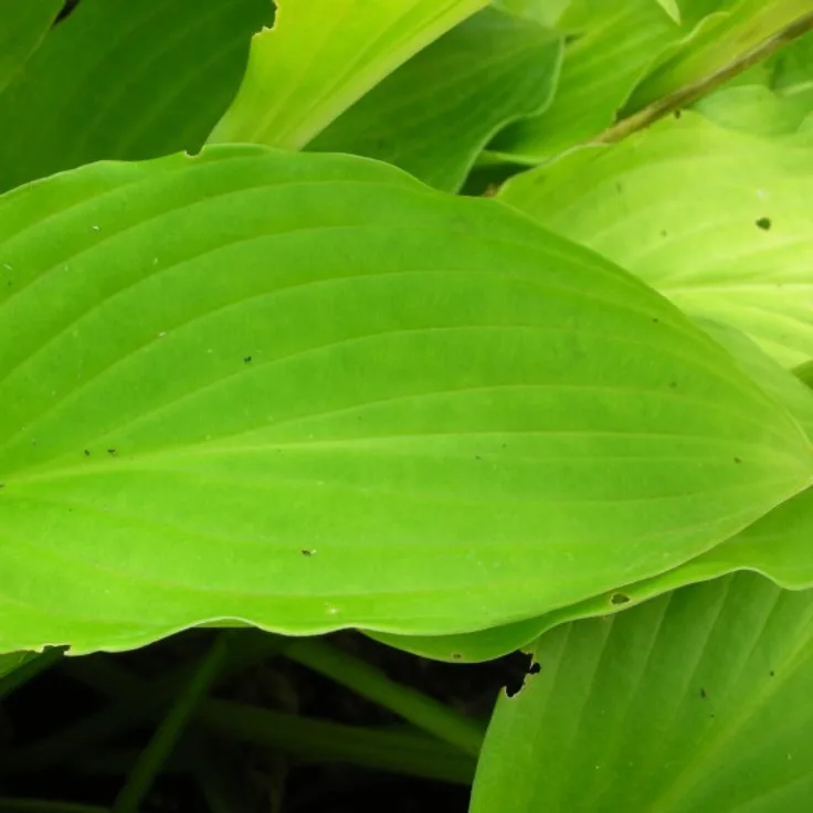 Blumixx Stauden Hosta ventricosa - Glocken-Funkie Standort halbschattig - schattig Blütenfarbe violett