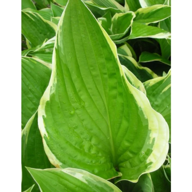 Blumixx Stauden Hosta x fortunei Aureo-Marginata - Goldrand-Funkie Standort halbschattig - schattig Blütenfarbe violett