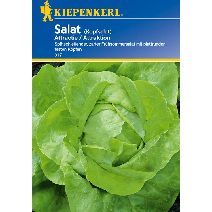 Kiepenkerl Salat (Kopfsalat) Attractie