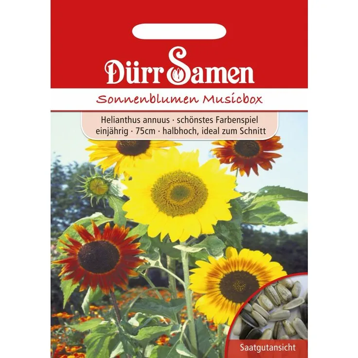 DÜRR-SAMEN Dürr-samen - Sonnenblume Musicbox Sonnenblumensamen 