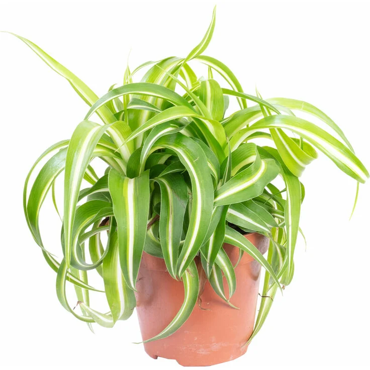 FLOWERBOX - Grünlilie Bonnie - Chlorophytum Comosum