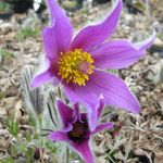 Blumixx Stauden Pulsatilla vulgaris Blaue Glocke - Küchenschelle Standort sonnig Blütenfarbe dunkelviolett