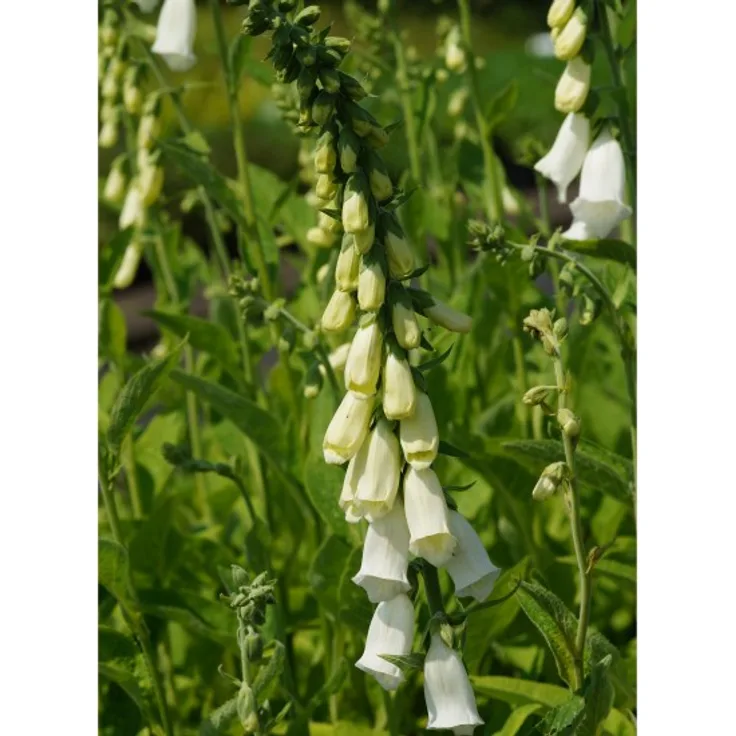 Blumixx Stauden Digitalis purpurea Alba - Garten-Fingerhut Standort sonnig - halbschattig Blütenfarbe weiß
