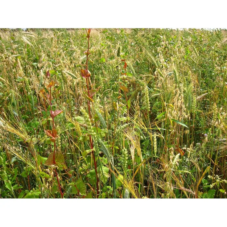 KIEPENKERL WILDACKER Schwarzwild - Stammtisch | Wildacker 