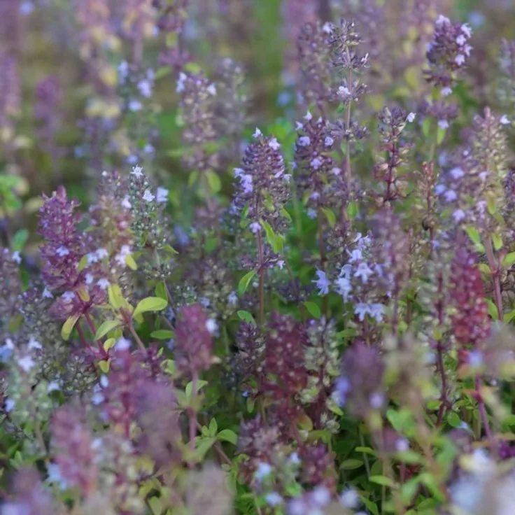 Blumixx Stauden Thymus pulegioides - Arzneithymian Standort sonnig Blütenfarbe hellrosa