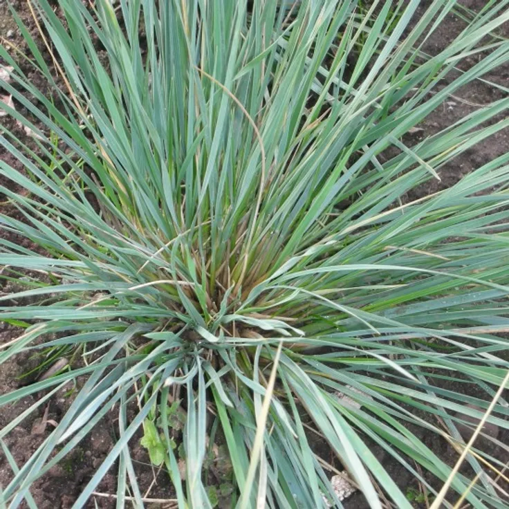 Blumixx Stauden Helictotrichon sempervirens Saphirsprudel - Blaustrahlhafer Standort sonnig Blütenfarbe blaugrün