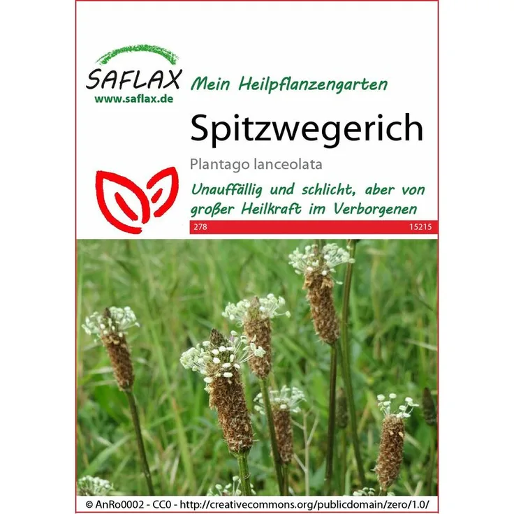SAFLAX Spitzwegerich | Heilpflanzensamen von Saflax