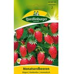QUEDLINBURGER Monatserdbeere, Rügen