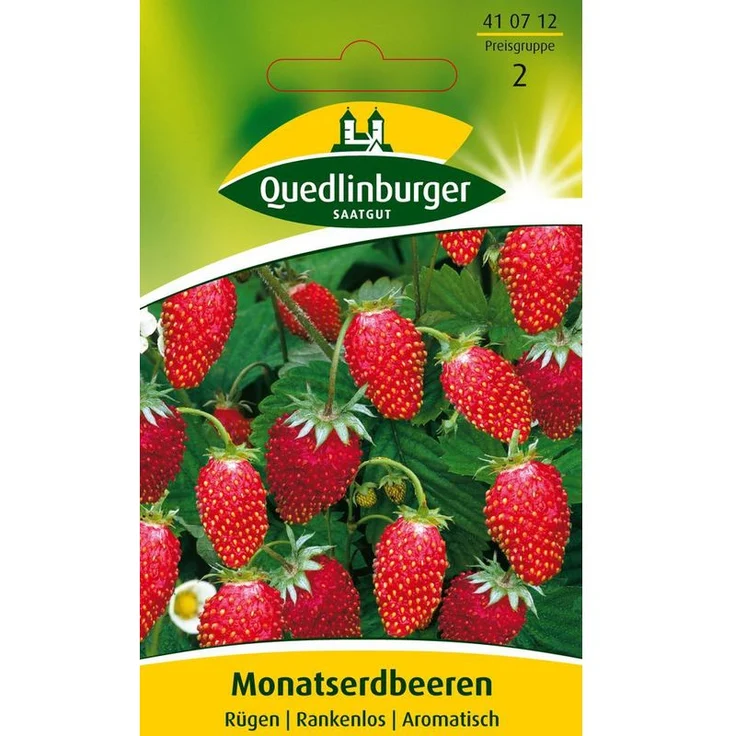 QUEDLINBURGER Monatserdbeere, Rügen