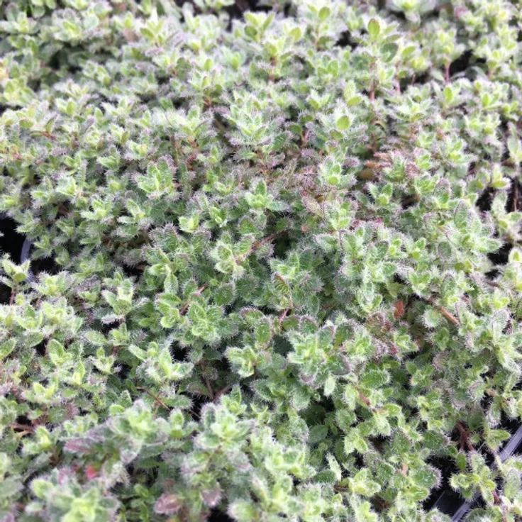 Blumixx Stauden Thymus praecox var. pseudolanuginosus - Woll-Thymian Standort sonnig Blütenfarbe rosa