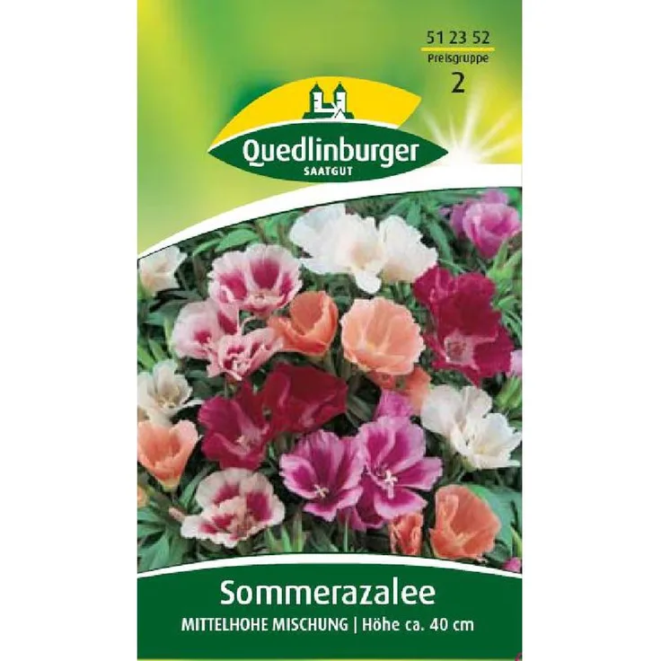 QUEDLINBURGER Sommerazalee, Mittelhohe Mischung
