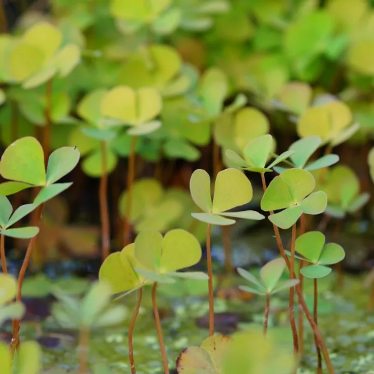 Blumixx Stauden Marsilea quadrifoila - Kleefarn Standort sonnig