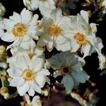 Blumixx Stauden Anemone Japonica-Hybr. Wirbelwind - Herbstanemone Standort sonnig - halbschattig Blütenfarbe weiß