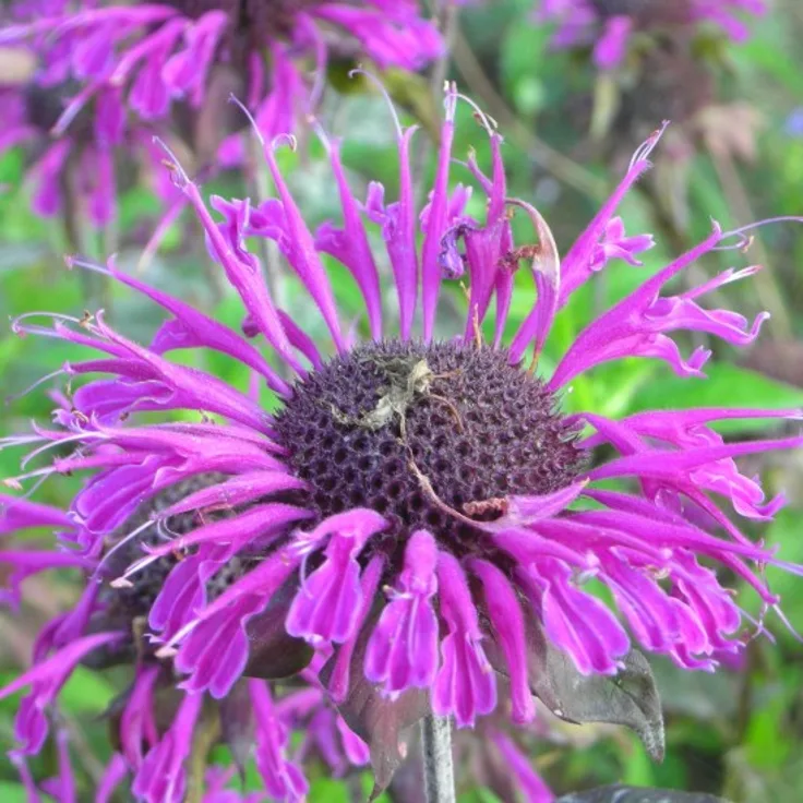 Blumixx Stauden Monarda Fistulosa-Hybr. Scorpion - Garten-Indianernessel