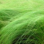 Blumixx Stauden Stipa tenuissima - Zartes Federgras Standort sonnig Blütenfarbe silbrig