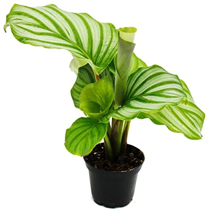 Exotenherz Calathea 3er Set, Schattenpflanzen mit ausgefallenem Blattmuster, 7cm Topf, ca. 20cm hoch – Bild 5