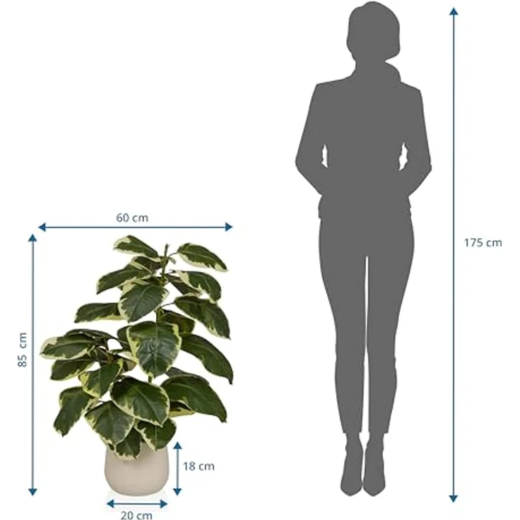 hjh OFFICE Kunstpflanze Ficus 3 – Immergrüne Kunstpflanze 85 cm, plastisch mit panaschierten Blättern, pflegeleicht und geruchslos im cremeweißen Kunststoff-Topf – Bild 3