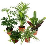 Exotenherz Großes Zimmerpflanzen Set mit 5 Pflanzen, 9cm Töpfe, inkl. Chamaedorea, Croton, Schefflera, Chlorophytum, Hedera, ca. 20-30cm Höhe