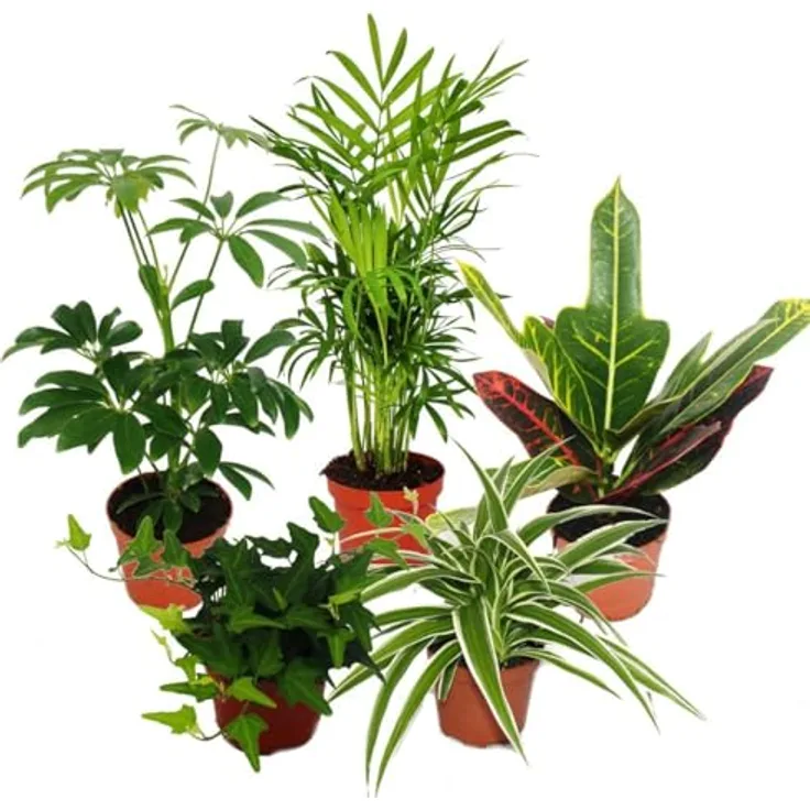 Exotenherz Großes Zimmerpflanzen Set mit 5 Pflanzen, 9cm Töpfe, inkl. Chamaedorea, Croton, Schefflera, Chlorophytum, Hedera, ca. 20-30cm Höhe