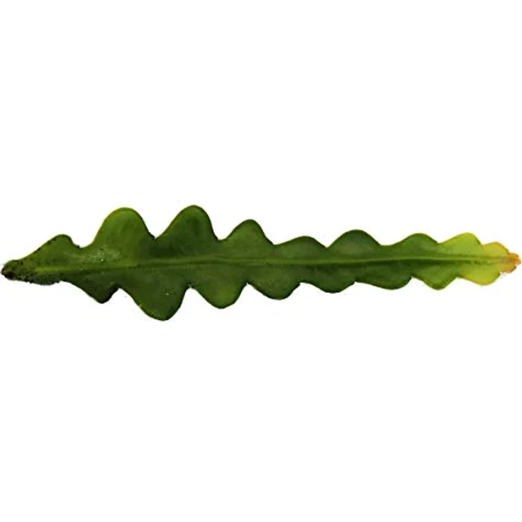 Exotenherz Epiphyllum Anguliger Krokodilschwanz-Kaktus, stachellose Zimmerpflanze mit gelb-weißen Blüten, 9 cm Topfgröße – Bild 2