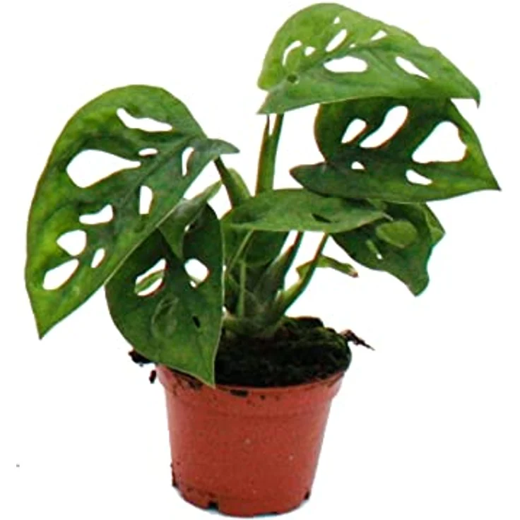 Exotenherz Monstera Monkey Mask, Mini-Pflanze im 5,5cm Topf, ideale Zierpflanze für kleine Schalen und Gläser, dekorative Babyplant – Bild 2