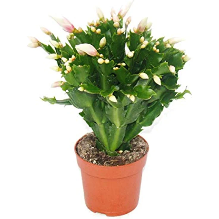 Exotenherz Weihnachtskaktus Schlumbergera Set, 3 Pflanzen in rot, rosa und weiß, 10,5 cm Topfgröße – Bild 5