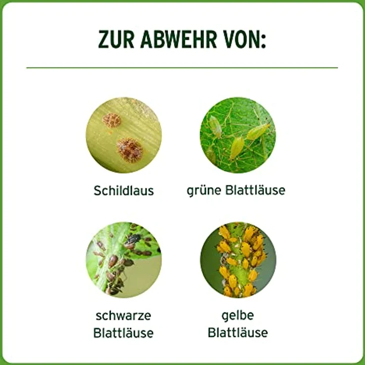 Substral Rosenspray Schädlingsfrei Careo ECO, anwendungsfertiges Sprühmittel gegen saugende Schädlinge, 1 L – Bild 4