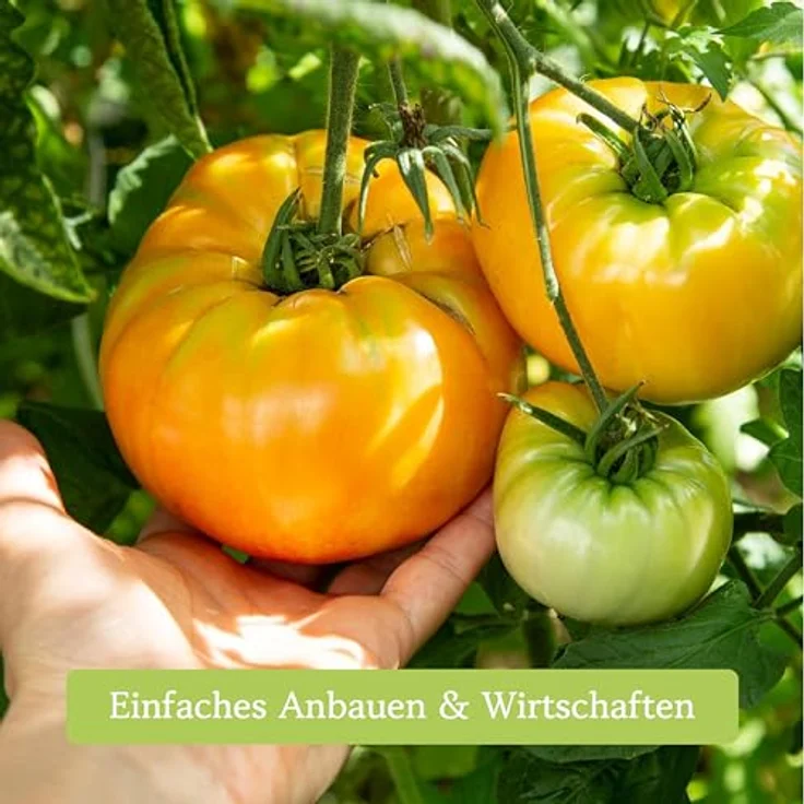 Tomaten Samen Set Mit 12 Sorten Tomatensamen Für Garten Und Balkon Tomaten – Bild 3