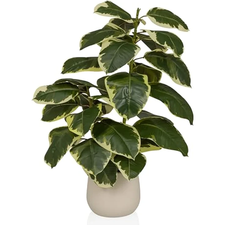 hjh OFFICE Kunstpflanze Ficus 3 – Immergrüne Kunstpflanze 85 cm, plastisch mit panaschierten Blättern, pflegeleicht und geruchslos im cremeweißen Kunststoff-Topf – Bild 1
