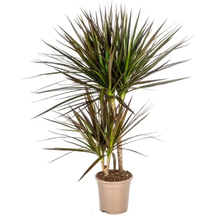 Exotenherz Dracaena Marginata Magenta, elegante Zimmerpflanze mit magentafarbenen Rand, 17cm Topf, Höhe 50-70cm