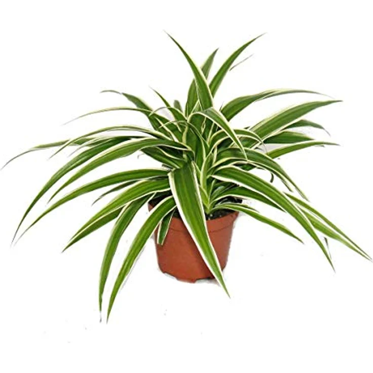 Exotenherz Großes Zimmerpflanzen Set mit 5 Pflanzen, 9cm Töpfe, inkl. Chamaedorea, Croton, Schefflera, Chlorophytum, Hedera, ca. 20-30cm Höhe – Bild 4