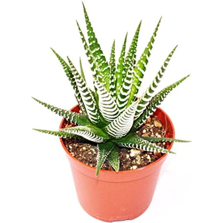 Exotenherz Haworthia Fasciata Big Band, Zebrapflanze im 5,5cm Topf, Höhe ca. 6-8cm – Bild 1