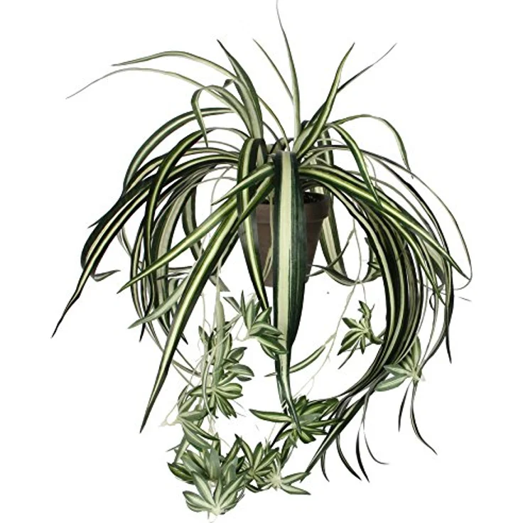Mica Decorations Kunstpflanze Mica Chlorophytum im Topf grün, 45 x 45 cm, detailgetreue Nachbildung, sofort einsatzbereit - Preisvergleich – Bild 2