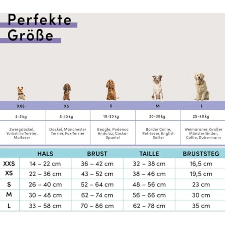 STUCH Hundegeschirr STUCH - Gepolstertes, verstellbares Nylon Geschirr – Bild 5