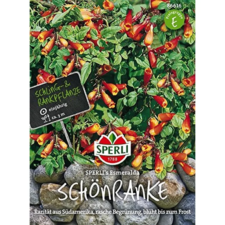 Schönranke Eccremocarpus scaber Esmeralda