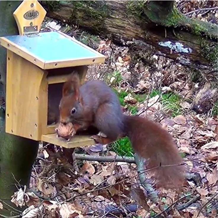 Habau 3018 Eichhörnchen-Futterstation – Bild 4