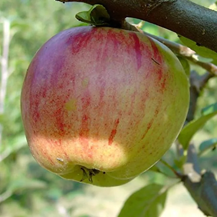Apfel Gravensteiner Spindelbusch, im 5L-Container