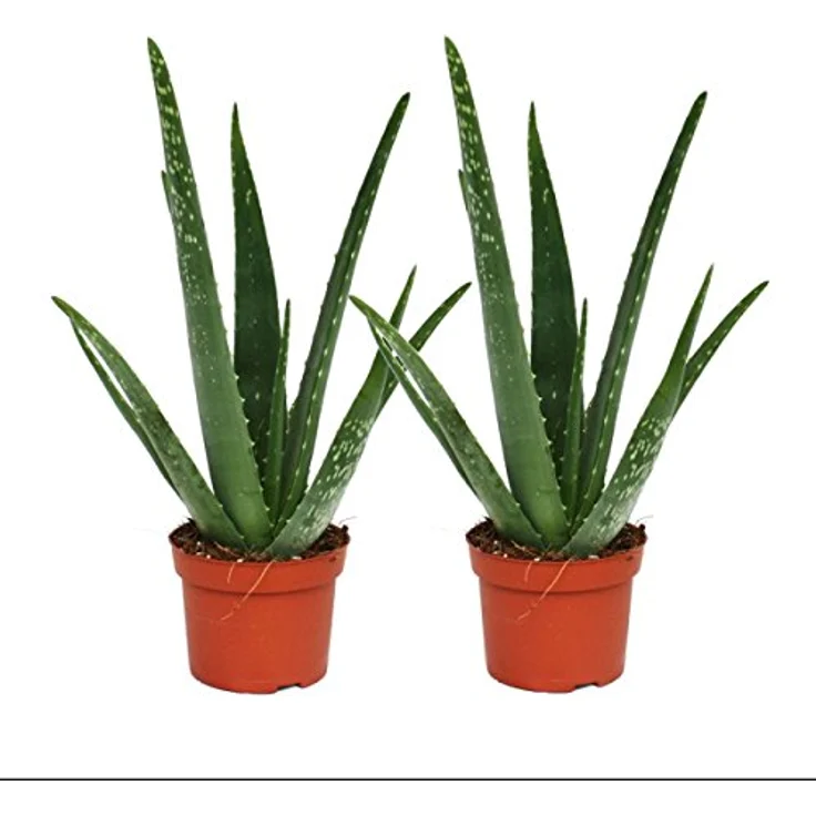 Exotenherz Aloe Vera 2er Set, ca. 2 Jahre alt, 10,5 cm Topf, Zimmerpflanze für die Fensterbank – Bild 1