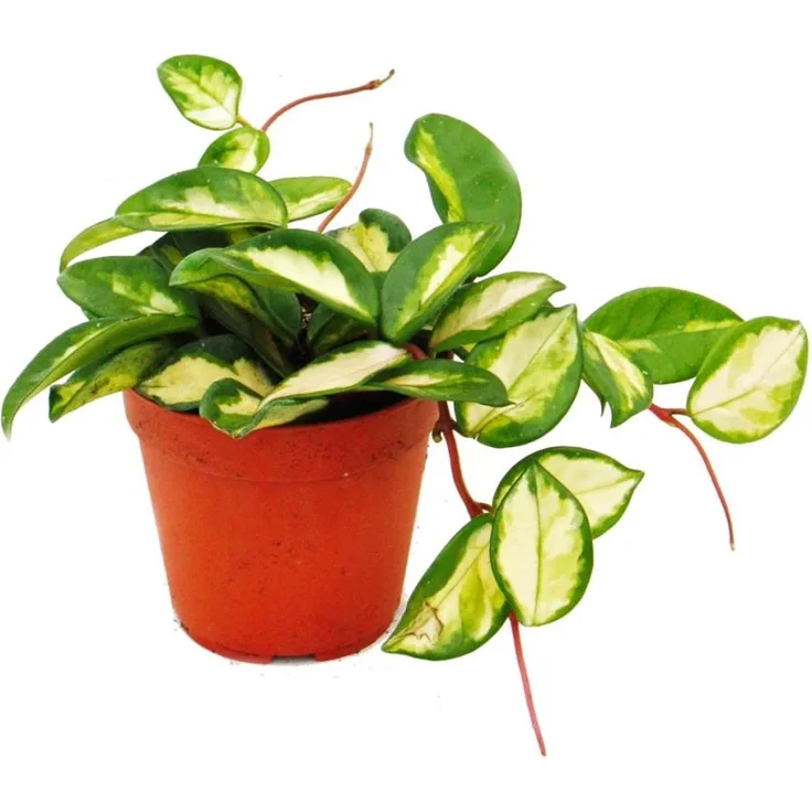 Exotenherz Hoya Carnosa Tricolor, Porzellanblume und Wachsblume, hängend, 12cm Topf Größe, mehrfarbige Blätter