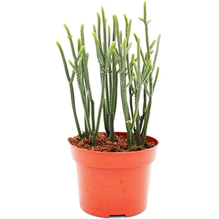 Exotenherz Crassula Muscosa Harmony in Green, Sukkulente im 10cm Topf für hellen Fensterplatz – Bild 1