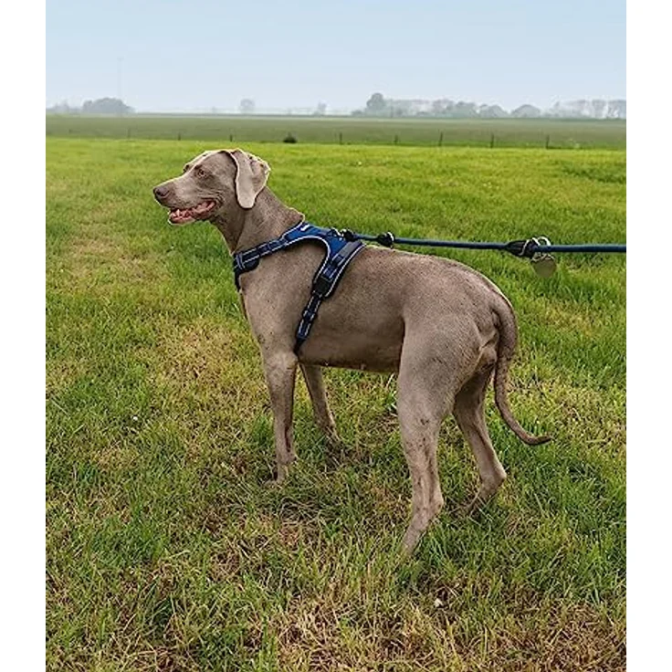 lionto Hundegeschirr XL, gepolstert aus weichem Nylon, reflektierendes Anti-Zug Geschirr mit 2 Ringen, 4 Einstellgurten, zwei Klickverschlüssen und gummiertem Griff, blau – Bild 3