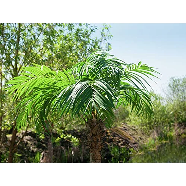 Europalms Phönixpalme luxor, Kunstpflanze, 150 cm, grün – Bild 6