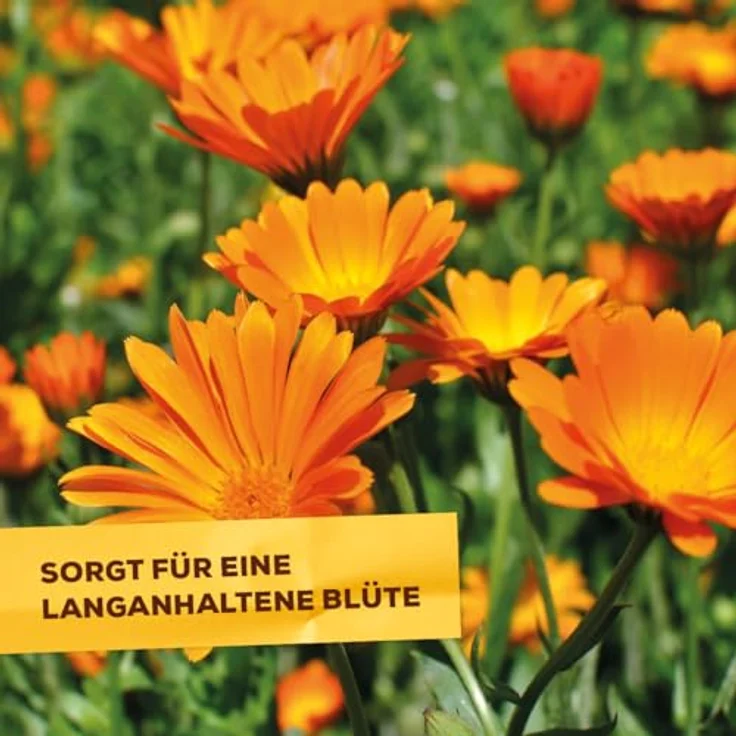 Solabiol Blumen- & Staudendünger, Spezialdünger mit Sofort- und Langzeitwirkung für Blumen, Stauden und Blütensträucher, 2,5 kg, organisch-mineralisch mit Wurzelaktivator Osiryl – Bild 4