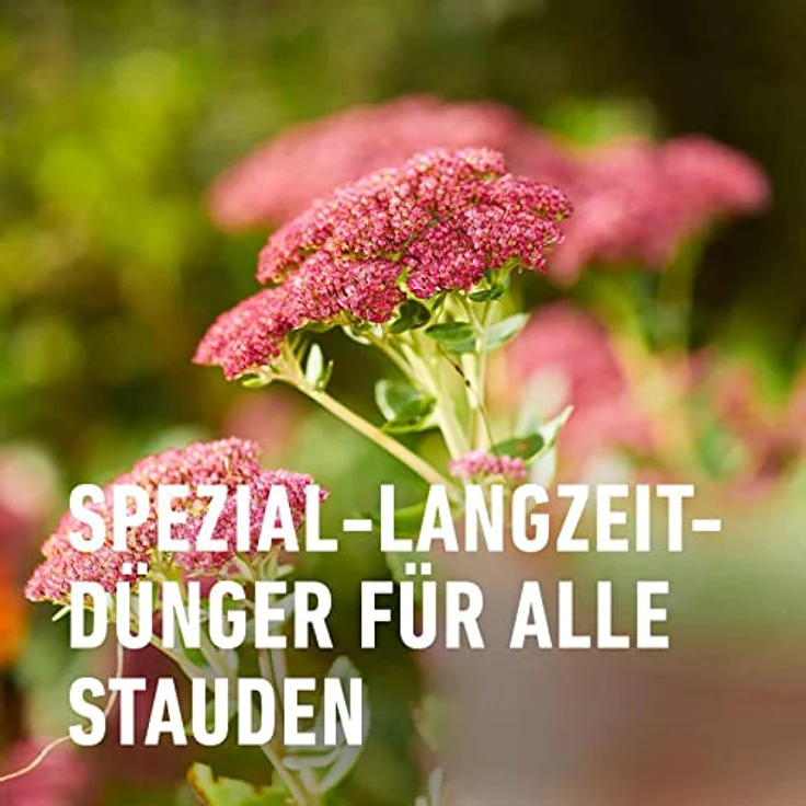 Compo Stauden Langzeit-Dünger neu, 2 kg – Bild 4