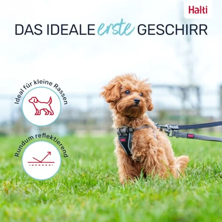 Company of Animals HALTI Anatomy Geschirr für Welpen, Größe XXS, Grau, mit 4 Einstellungspunkten und 360°-Reflektoren – Bild 5